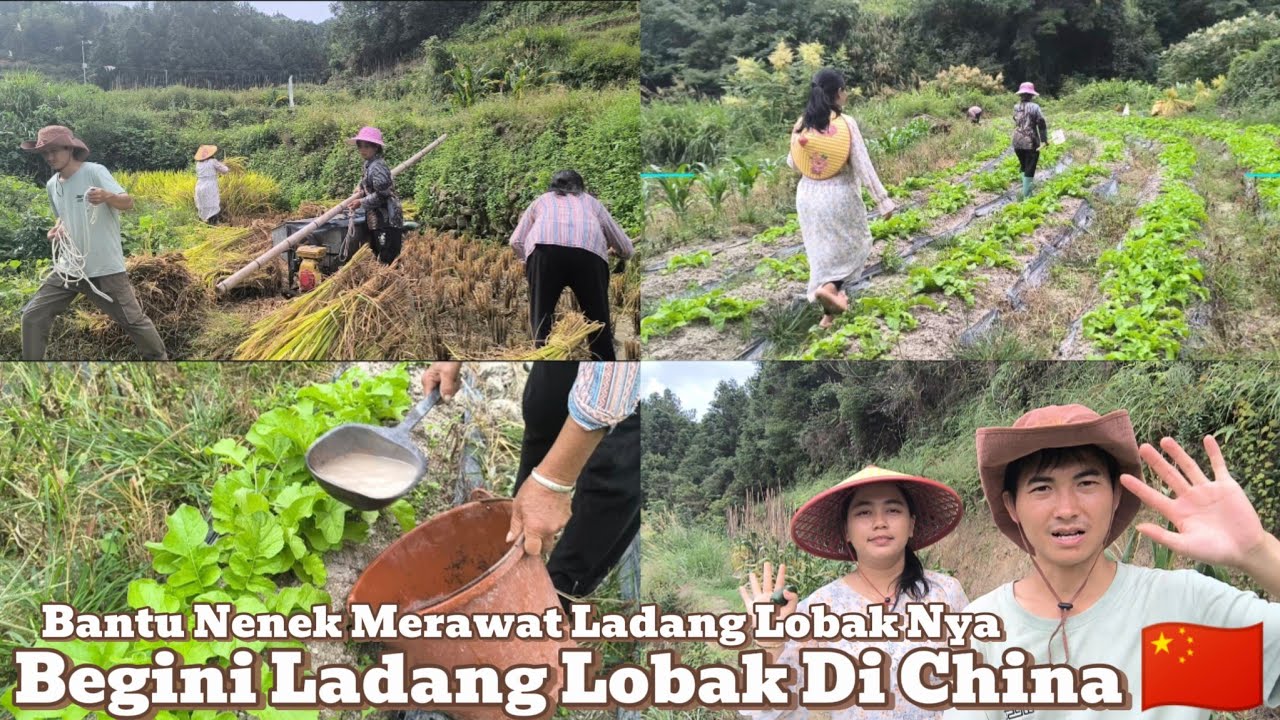 Bantu Nenek Merawat Ladang Lobak Di China 🇨🇳
