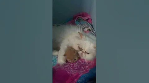 Video 1925961: persian himalayan kittens, persiancat cat kitten pets, born persian cat kitten, persian mom
