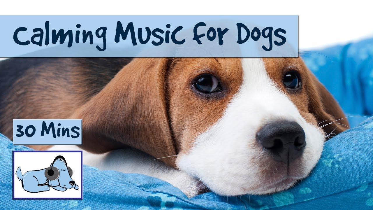 Calming Music Relaxing Sounds For Dogs YouTube