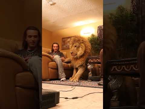 Lion wants to play video games in living room