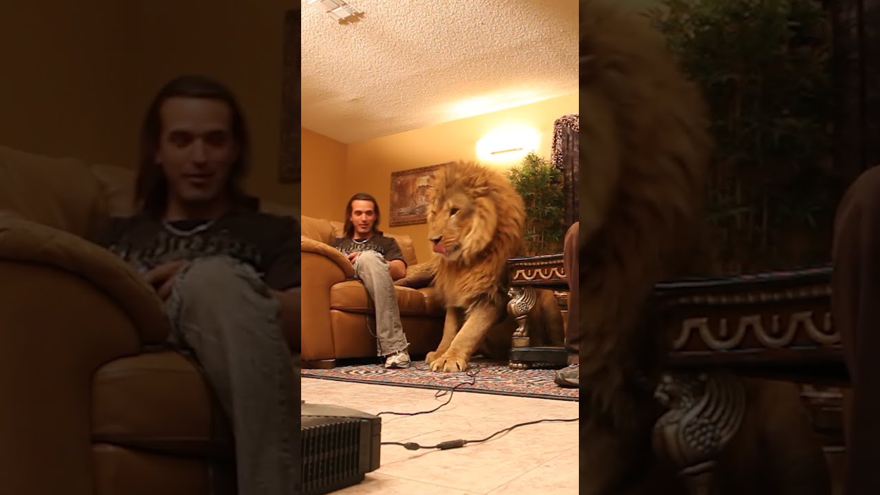 Lion Wants To Play Video Games In Living Room
