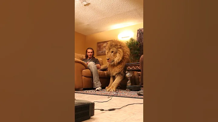 Lion wants to play video games in living room - DayDayNews