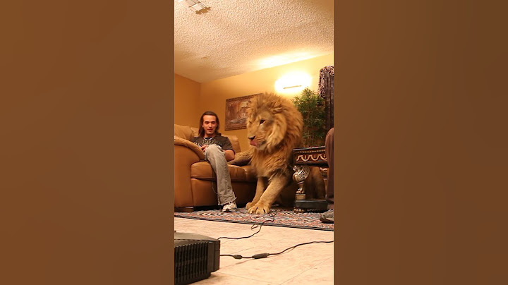 Lion wants to play video games in living room