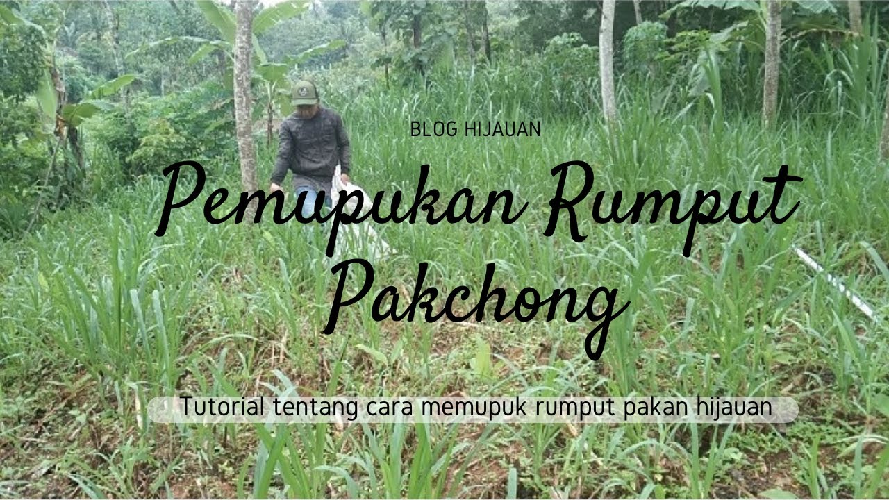 Pemupukan Rumput Pakchong Pakan Hijauan YouTube