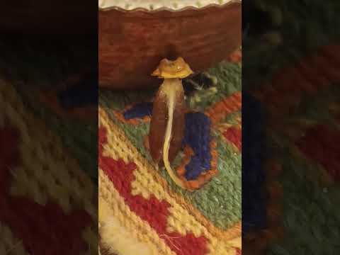سامورایی در حال مراقبه