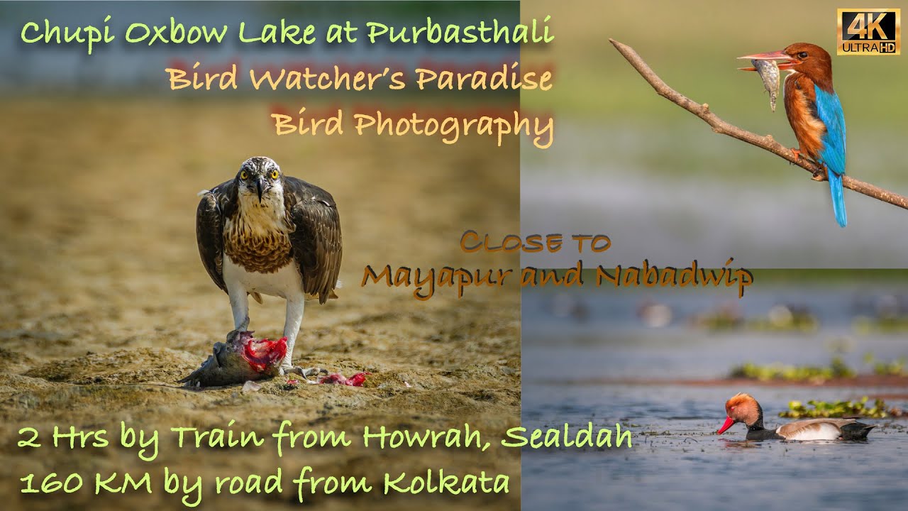 Chupi Purbasthali Bird Sanctuary Bird Watching and Bird Photography