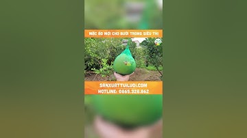 Bưởi da xanh đóng trong túi lưới có đẹp mắt hơn. Sanxuattuiluoi.com #shorts