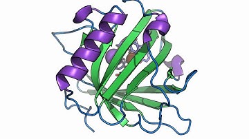 PDB 3CMP from a PyMOL Batch Process