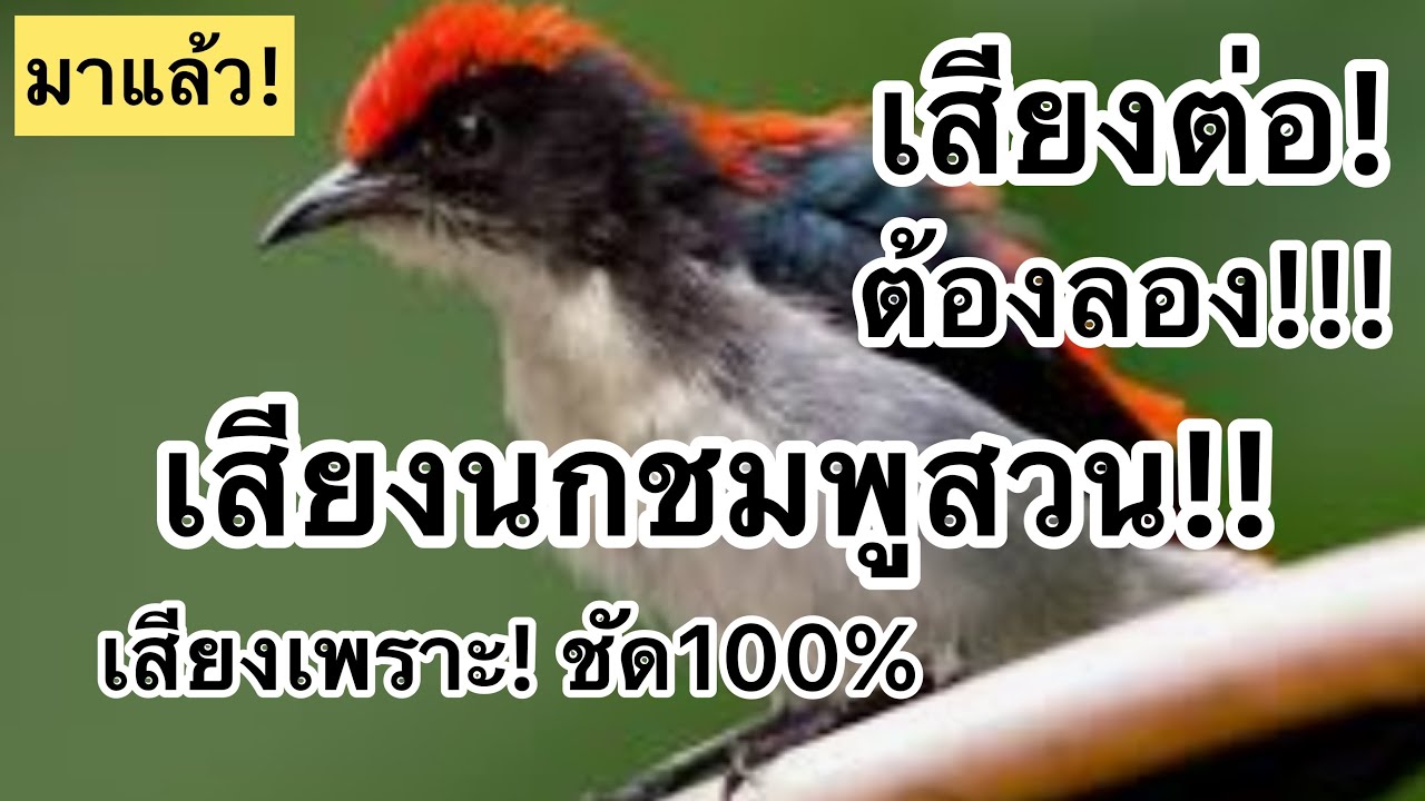 เสียงนกชมพูสวน!! เสียงต่อ!!