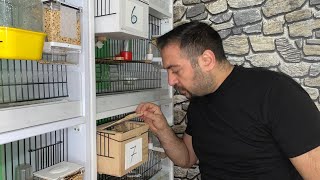 Bengal İspi̇nozu Bakicilikta Altin Kural...