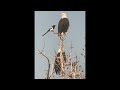 Bald Eagles, 9F, sunbathing after snow 1/24/26. Lens fogging from cold temp #cute #nature #animals 