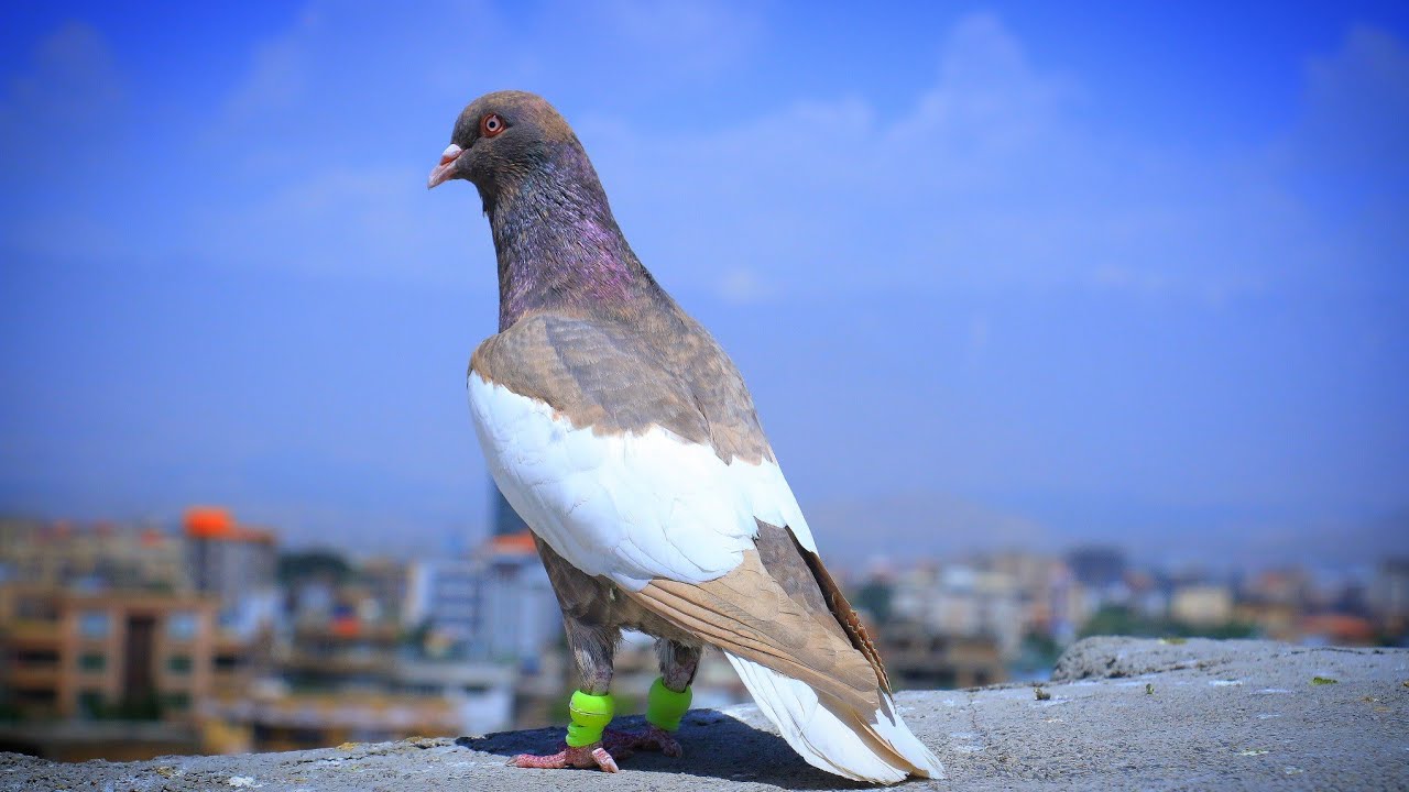 تفاوت گذشته وامروز شوق کفتر در شهر کابل |قیمت ترین کفتر 300،000 افغانی | جر و بحث جوانان و کهن سالان