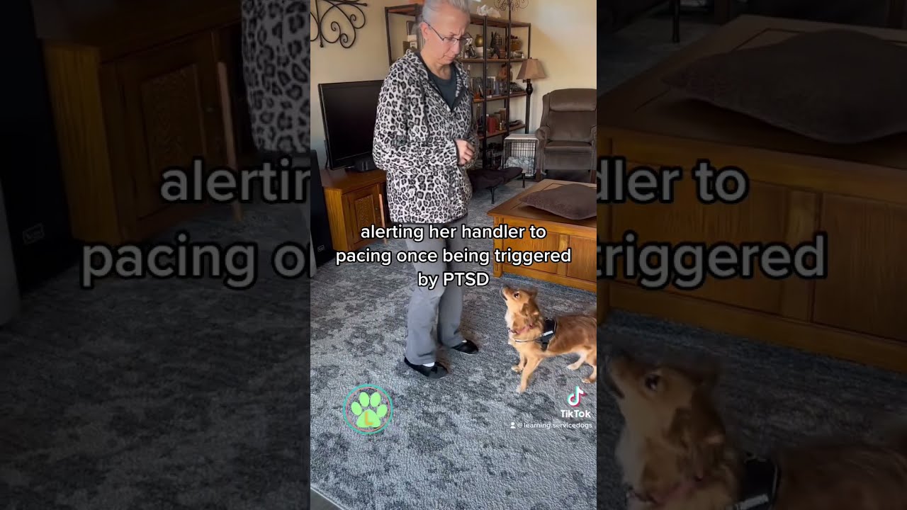 PTSD Service Dog In Training 