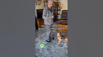 PTSD Service dog in training.