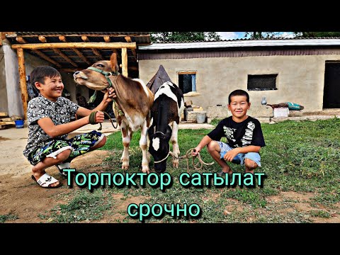 Video: Индия сарайы дөңгөлөктүү люкс поезди: эмнени билишиңиз керек