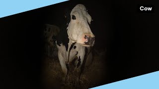 Cow Trailer Streaming Film Online Kijken