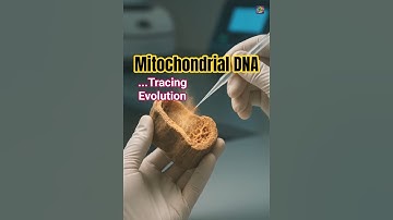 What is mtDNA?🧬 Tracing Human Evolution