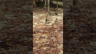 Video 8A326078 8F10 4Cb3 8A56 F9Aa4B7C015A