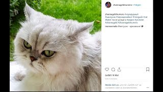 Кошки Мингусик и Маней под крышей.Чем кормлю кошек.Ослы и кони. Кошки Мингусик и Маней под крышей.Чем кормлю кошек.Ослы и кони.