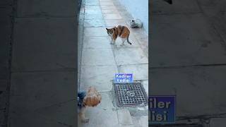 Kediler Vadisi Çete