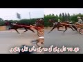 Tanga Race || Nacho vs Lal Pari Horse Race || 26/07/2022