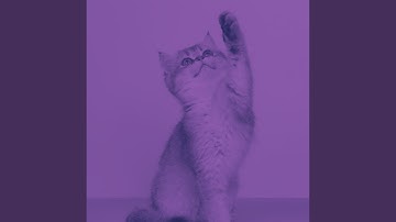 Classic Moods for Lazy Cat Days