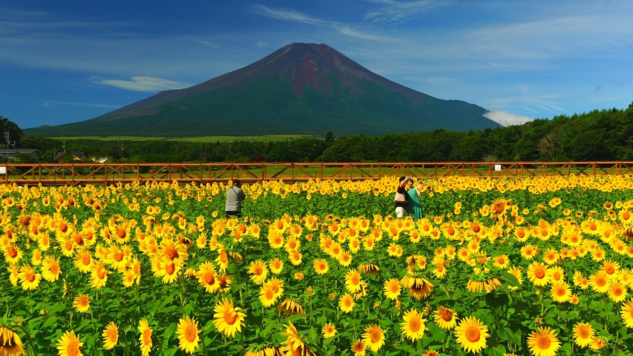 The unique sunflower field at Hana no Miyako Flower Park and Mount
