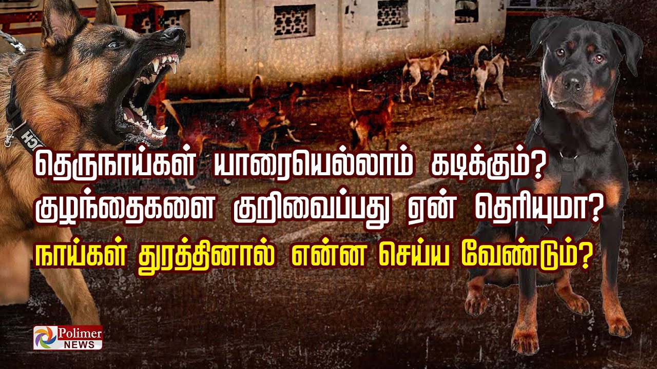 தெருநாய்கள் யாரையெல்லாம் கடிக்கும்? குழந்தைகளை குறிவைப்பது ஏன்? நாய்கள் துரத்தினால் என்ன செய்யனும்?