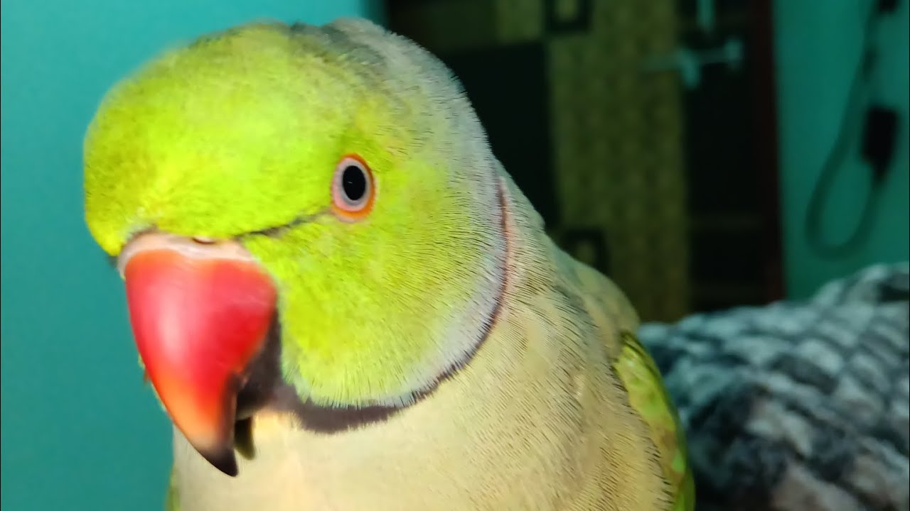 Miyaa mitthu ki harkatein...🥹😚