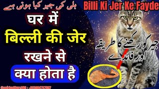 Download Lagu Billi ki Jer Ke Fayde | कैटनिप के फायदे ! Billi Ki Jer Rakhne Ka Tarika @Spiritualcure369 Download Lagu Billi ki Jer Ke Fayde | कैटनिप के फायदे ! Billi Ki Jer Rakhne Ka Tarika @Spiritualcure369