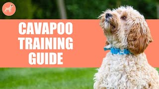 How to Train a Cavapoo? Complete Step By Step Guide