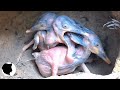MOMENT 01 - THE BEHAVIOR OF THE KINGFISHER CHICKS
