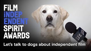 We interviewed six dogs about independent film | Watch the 2018 Spirit Awards on March 3