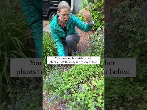 Video: Catnip Pruning Guide - Kawm Yuav Ua Li Cas Prune Catnip Nroj Tsuag