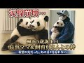 楓浜5歳記念🐼良浜ママと飼育員さんに愛された「希望の光」あの日々を絶対に忘れない！
