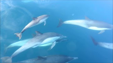 Short-Beaked Common-Dolphin (Delphinus delphis) off Southern California Coast