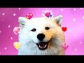 Precious Shoob