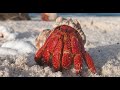 Facts: The Hermit Crab