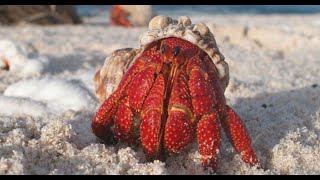 Facts: The Hermit Crab