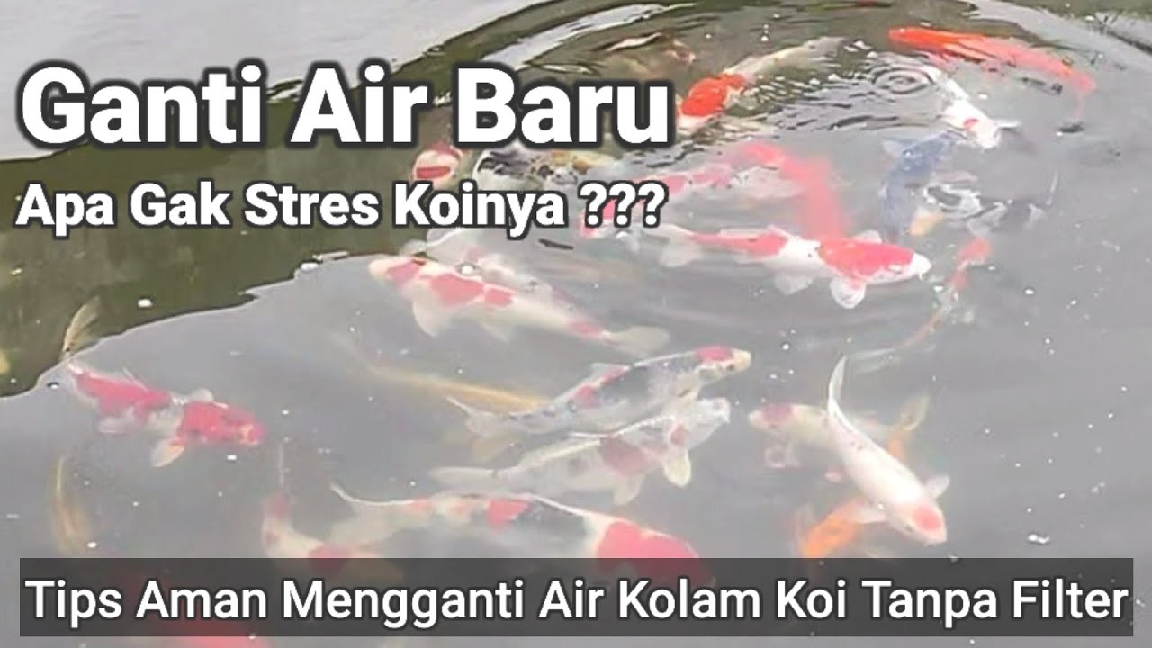 Cara Mengganti Air Tanpa Stres Ikan Koi Secara Efektif dan Aman Cara Mengganti Air Tanpa Stres Ikan Koi Secara Efektif dan Aman