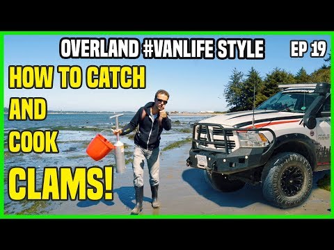 how-to-catch-and-cook-clams-|-overland-camping-van-life-style-|-ep19
