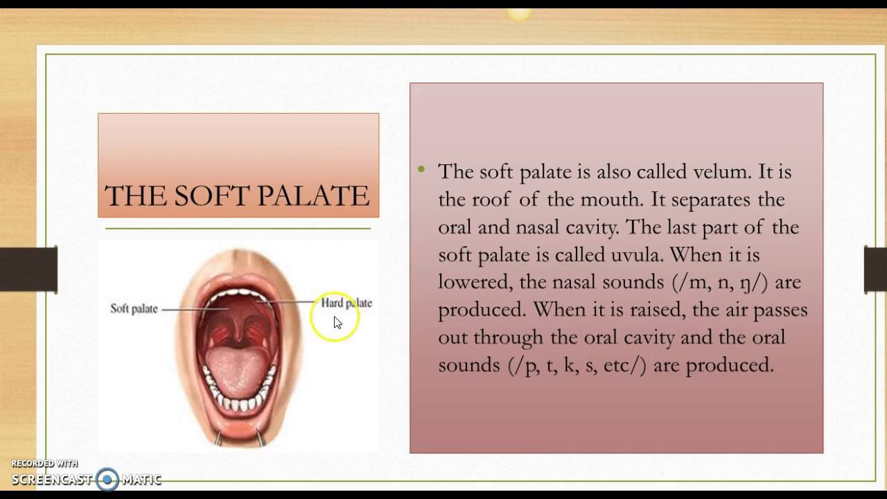 definition speech organ