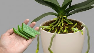Just one slice a week! Orchids will produce 500% more flowers