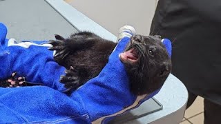 Screaming Mink At The Vet!