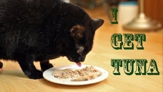 I Get Tuna Official Music Video - N2 The Talking Cat