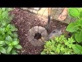 Dog poop hole for in-ground pet waste removal in yard Dog poop hole for in-ground pet waste removal in yard