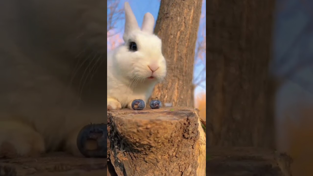 cute pet videos P8 #shorts