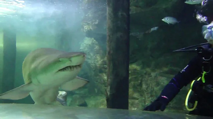 Janice Petersen swims with sharks for julEYE
