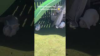 @clairelawson2015:  Such tired bunnies. Miss Rabbit has fainted 🤣🤣 bunny flops are the best Erm th