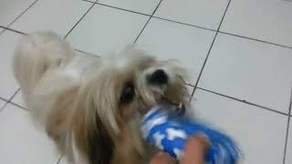 Download Lagu Shih Tzu dog Hachiko playing \ MP3